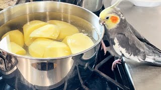 Master Chef - Bird Edition