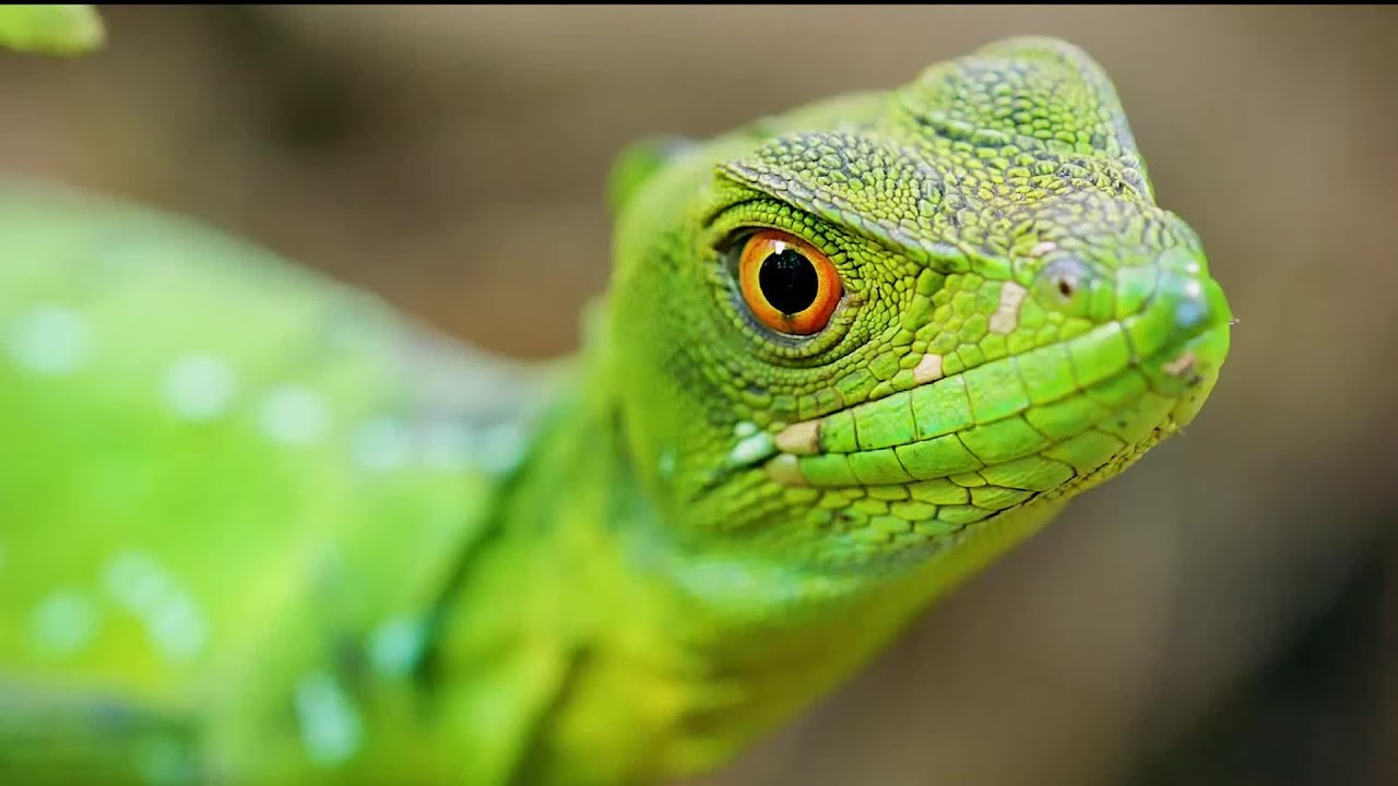 絕路下蜥蜴練就輕功，水上漂太神奇了！讓樹懶看傻了 