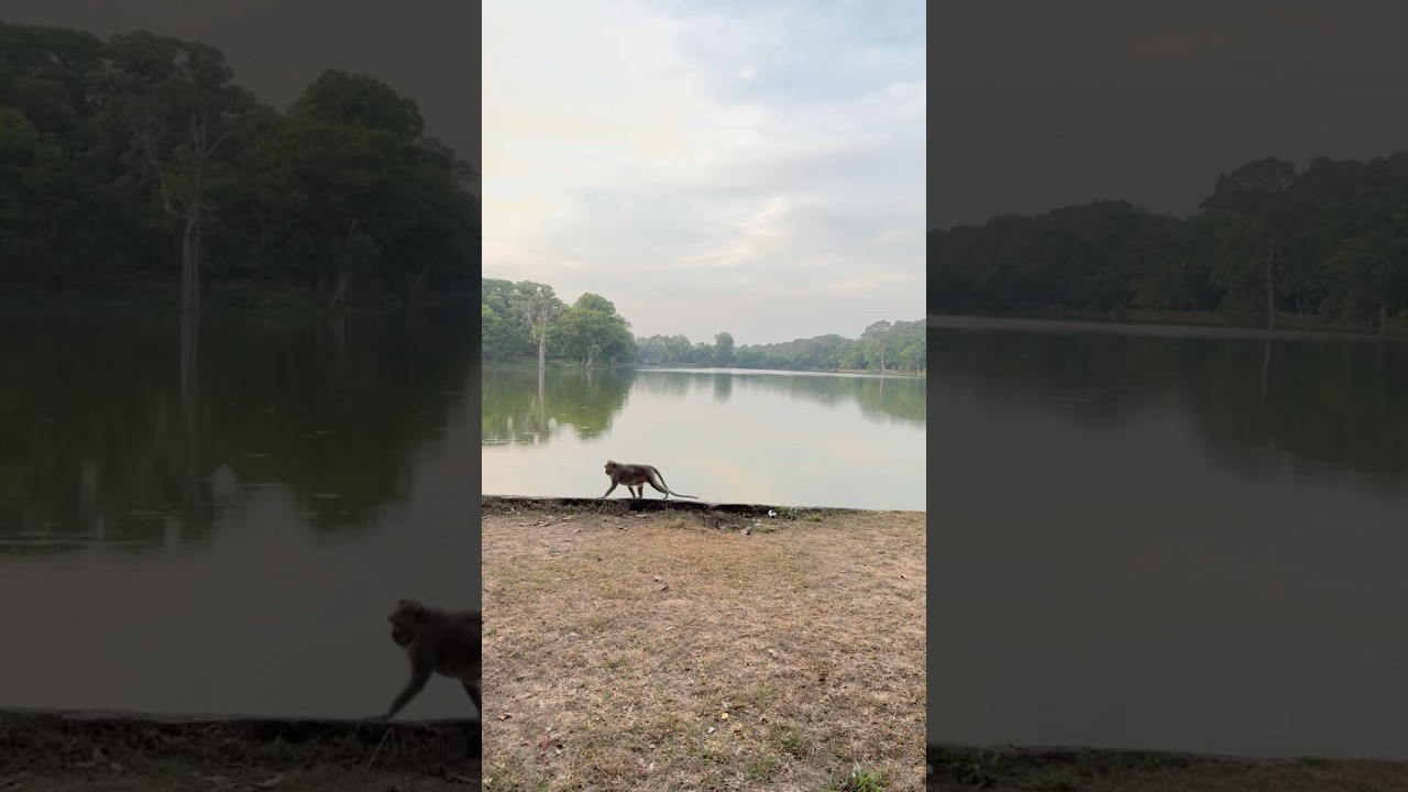 Monkeys are social creatures and enjoy being around people 