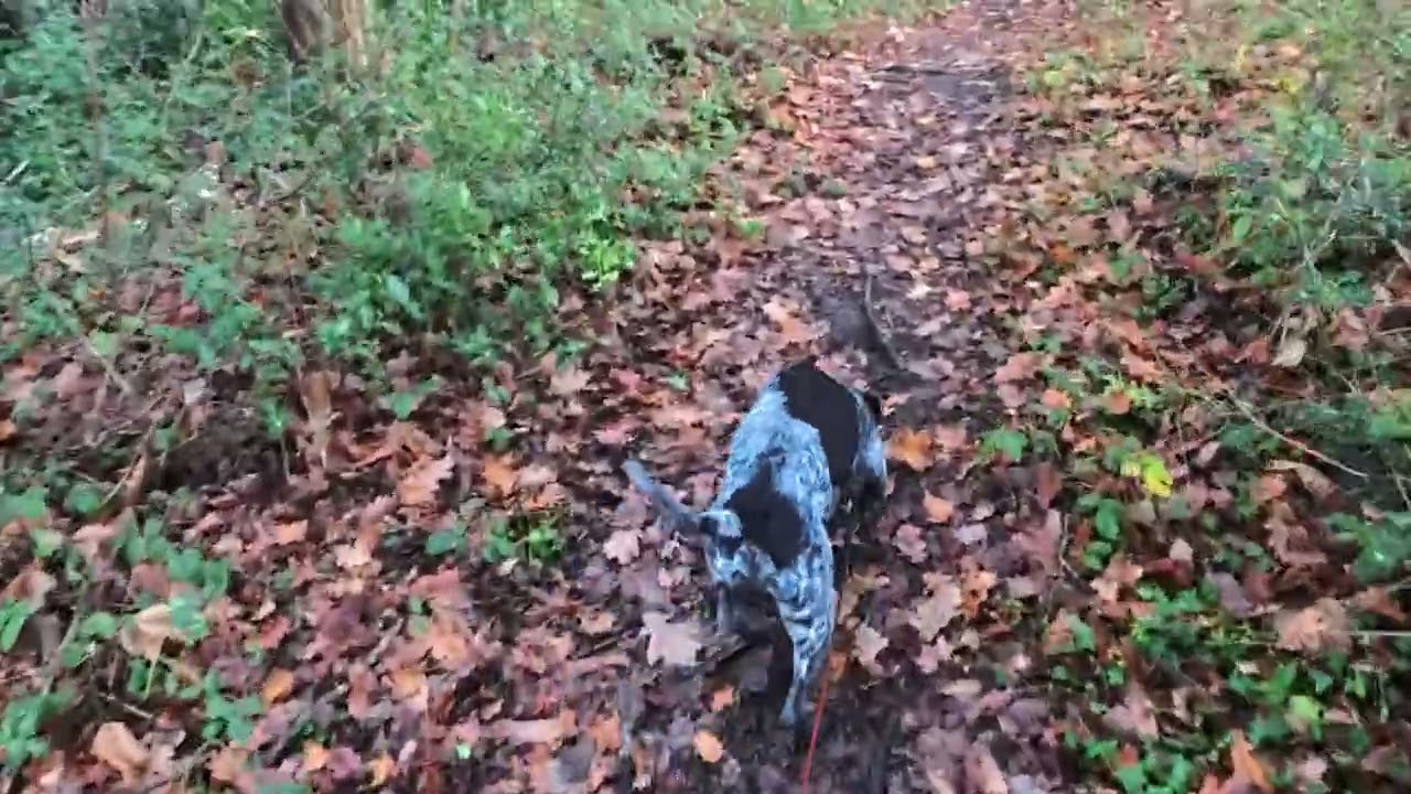 Walkies with Merlin - 12/12/25 - Afternoon Dog Walk