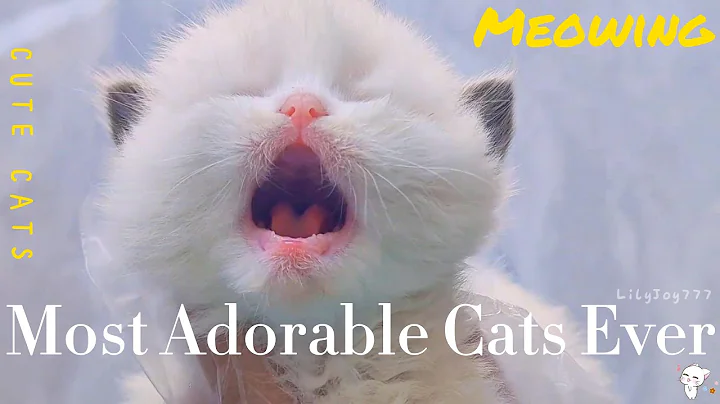 Watch the video about 1 minutes of adorable 😻 cats and kittens videos to keep you smiling 😍💕