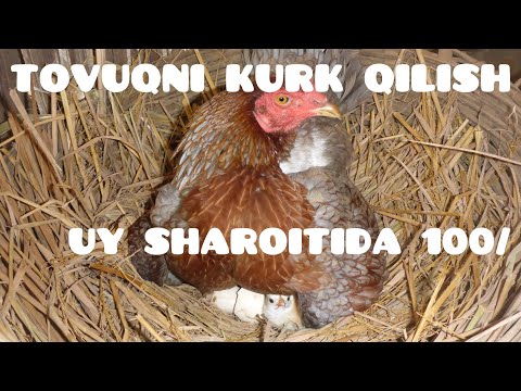 TOVUQNI QANDAY KURK QILISH MUMKUN UY SHAROITIDA