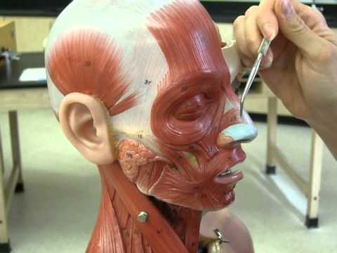 Muscles of the Head 2