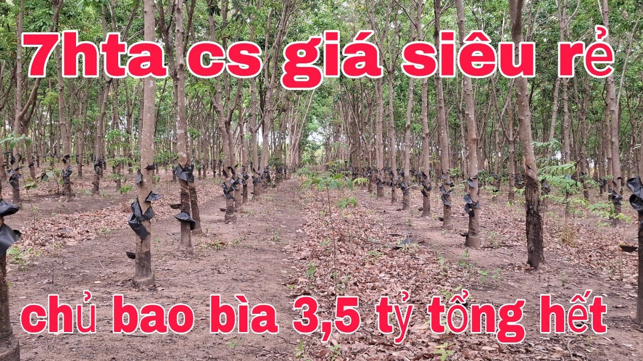 Lên cho ac xem lô cs giá siêu rẻ 7hta 3,5 tỷ tổng hết lô chủ bao bìa ac quan tâm lh 0785311413