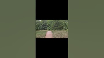 What is wrong with my persimmon trees?