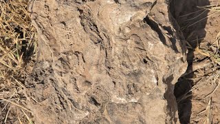 Discovery of Fossils during Land Development Works at Farm.