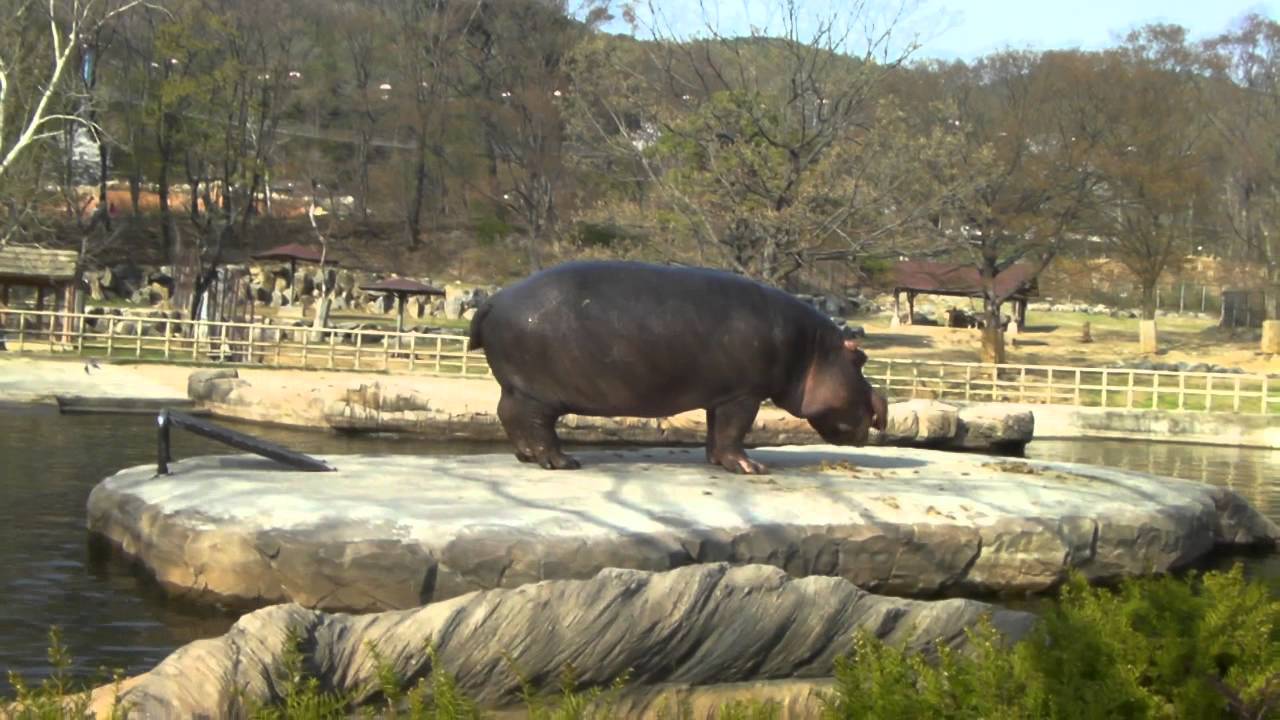 서울대공원_하마_51884801