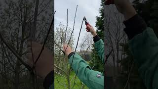 Obstbaumschnitt Am Apfelbaum