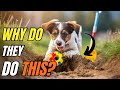 Weird Dog Behaviors Explained: STRANGE but TRUE Habits