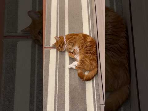 【直角寝】#マンチカン#マンチカン短足#マンチカン子猫#ブリマンチ#ブリティッシュショートヘア#茶トラ#キジシロ#子猫#多頭飼い#猫のいる暮らし#チュール#肉球#猫の癖が強い