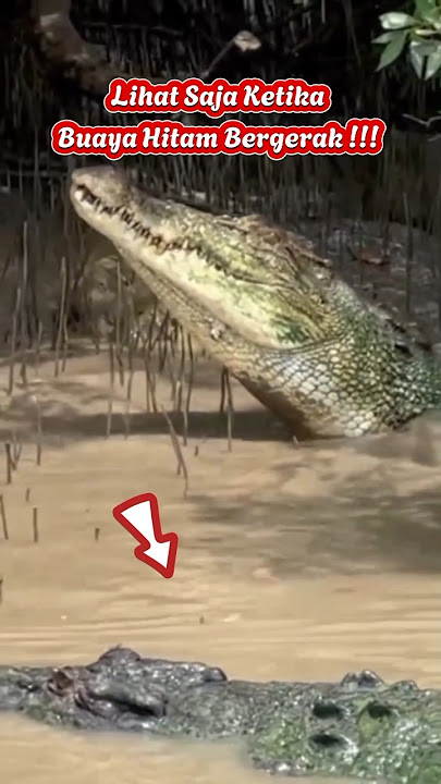 Buaya Raja Sungai !!! Buaya Hitam Berkuasa !!!
