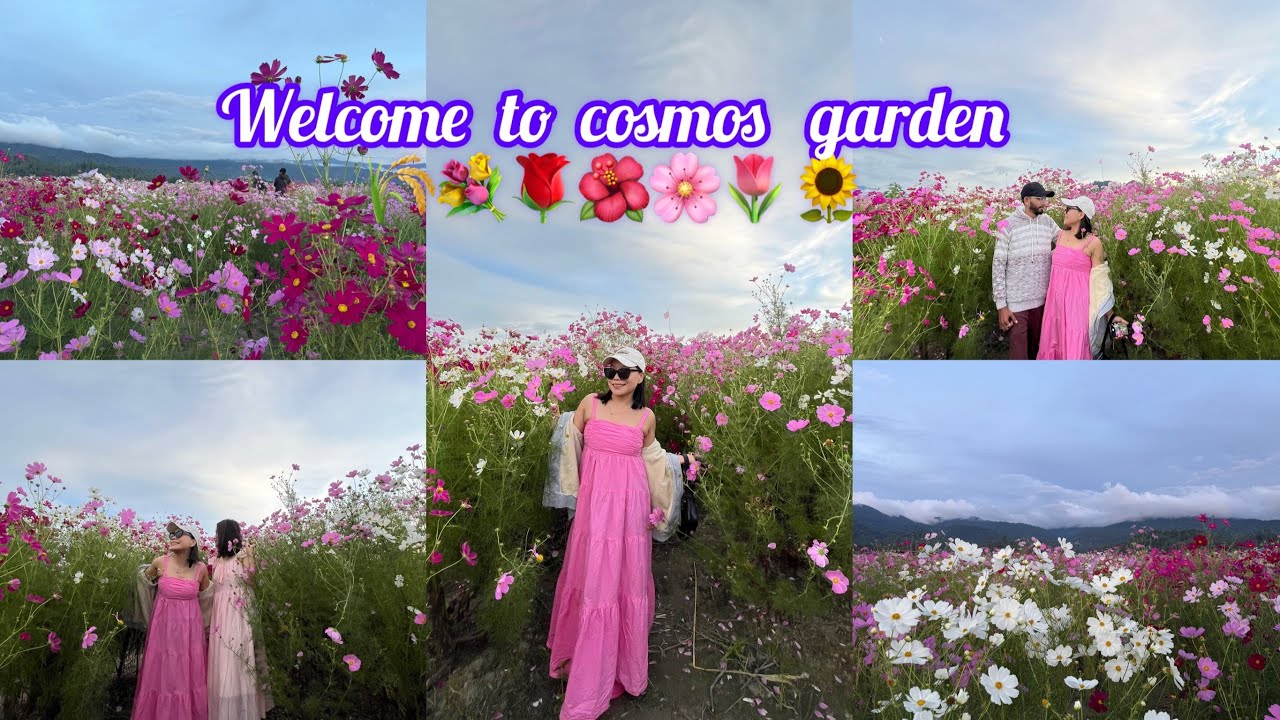 Cosmos flower //  Ziro Arunachal Pradesh // welcome to flowers garden 🌷🌾🌺🌻 // Jenny nebhani 