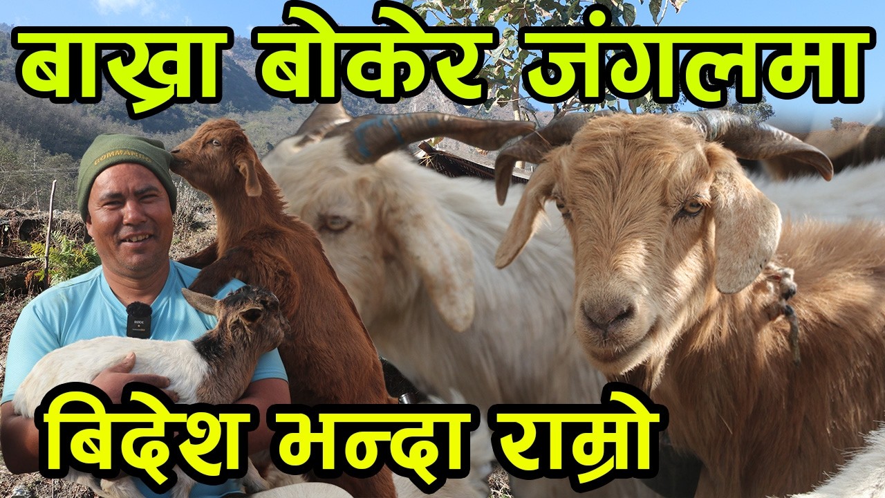 बाख्रा बोकेर जंगल पसेका गोठालो दाई भन्छन्, 'बिदेश भन्दा यता जंगलमै ठिक छ' ||kiranpaudel