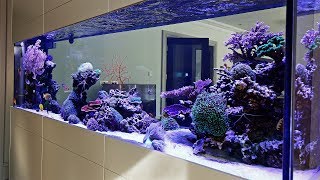 Beautiful Triton Reef Aquascape  Room Divider 7 months old