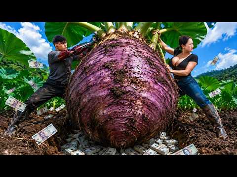 Harvesting Giant Purple Yams to Sell ❗The Treasure Lies Beneath The Taro Roots