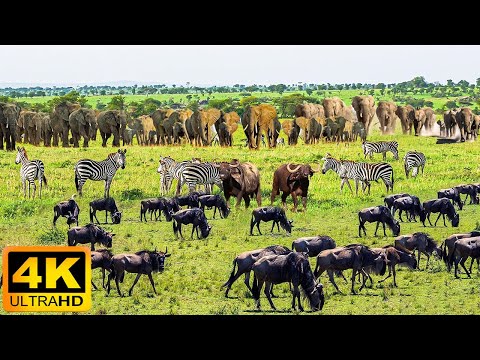 Video: Kruger milliy bog'iga tashrif buyurish uchun eng yaxshi vaqt
