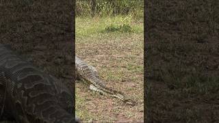 Rock python swallows an Impala.   Una pitón de roca se traga un impala. Net Worth