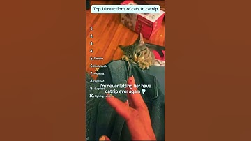 Catnip Hits Different #catsoftiktok #funny #shorts