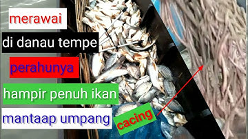 nelayan menangkap ikan di danau tempe,dapat ikan satu perahu