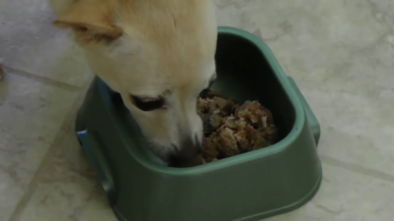 Feeding homemade dog food YouTube