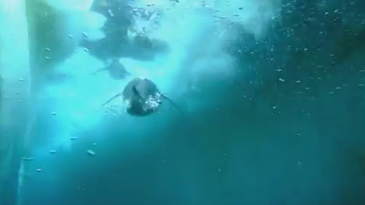 Incredible new penguin-cam captures life under the Antarctic