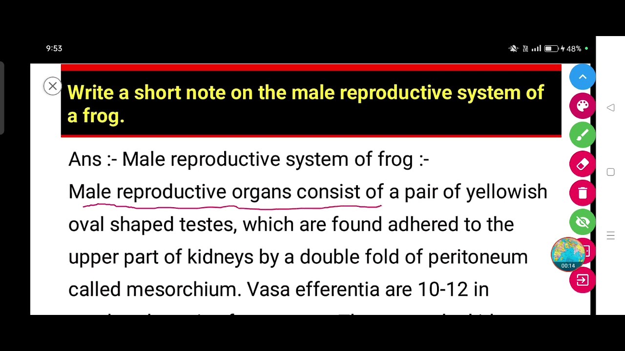 Write a short note on the male reproductive system of a frog.
