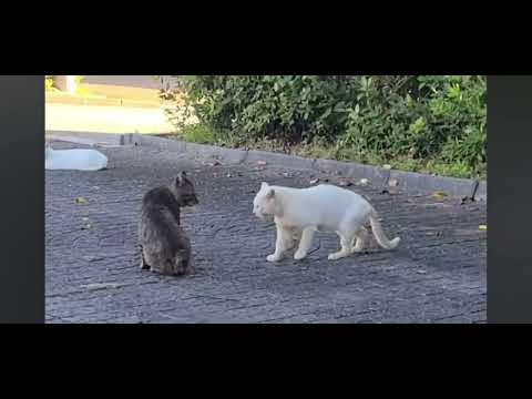 2022映像♯マー君🌈🌸ありがとう♯野良猫保護♯救助♯Thank you stray cat Mar-kun 🌈 #Stray cat protection #Rescue♯fight？