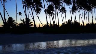 Exploring the Most Diverse Ocean Vegetation in Tropical Marine Ecosystems