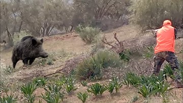 TOP 10  WILD BOAR HUNTING || Best Scenes ||SEASON: 2022 - PART 2