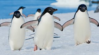 Ahhhh Moment: Adélie Penguins in Antarctica