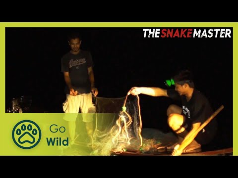 The beauty rat snake—the legend of a treasure guardian | Snake Master 11/26 | Go Wild