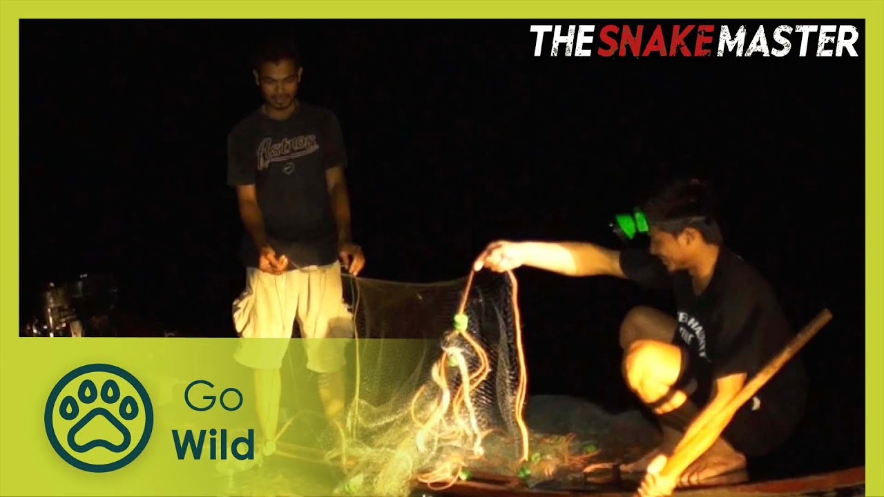 Documentary backdrop image for The beauty rat snake—the legend of a treasure guardian (2025)