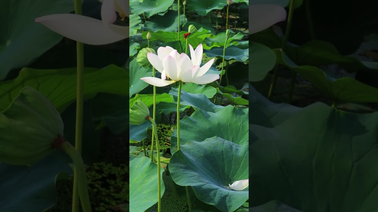 මල් නටුවේ ඇති මඬ මලේ නොගෑවේ - The mud that covered the flower did not bloom.නිසඳැස්, සඳැස්, කවි ගී/