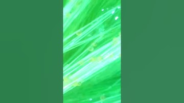 Sinh sản, tách đẻ cho cá chép phi tần đỏ  - How to breed platinum butterfly carp #chepphitan