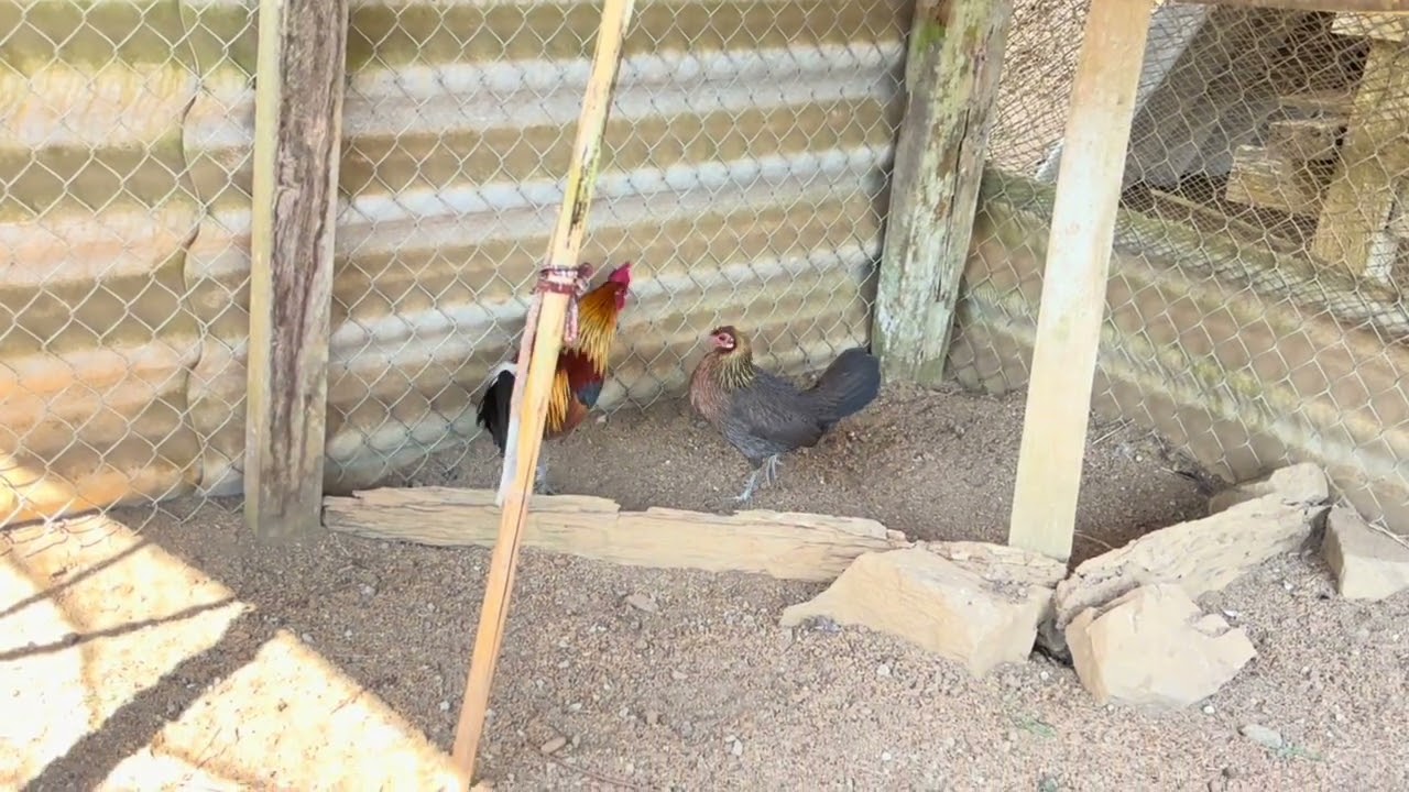 xem gà mồi mã vàng đẹp rồi mọi người ạ