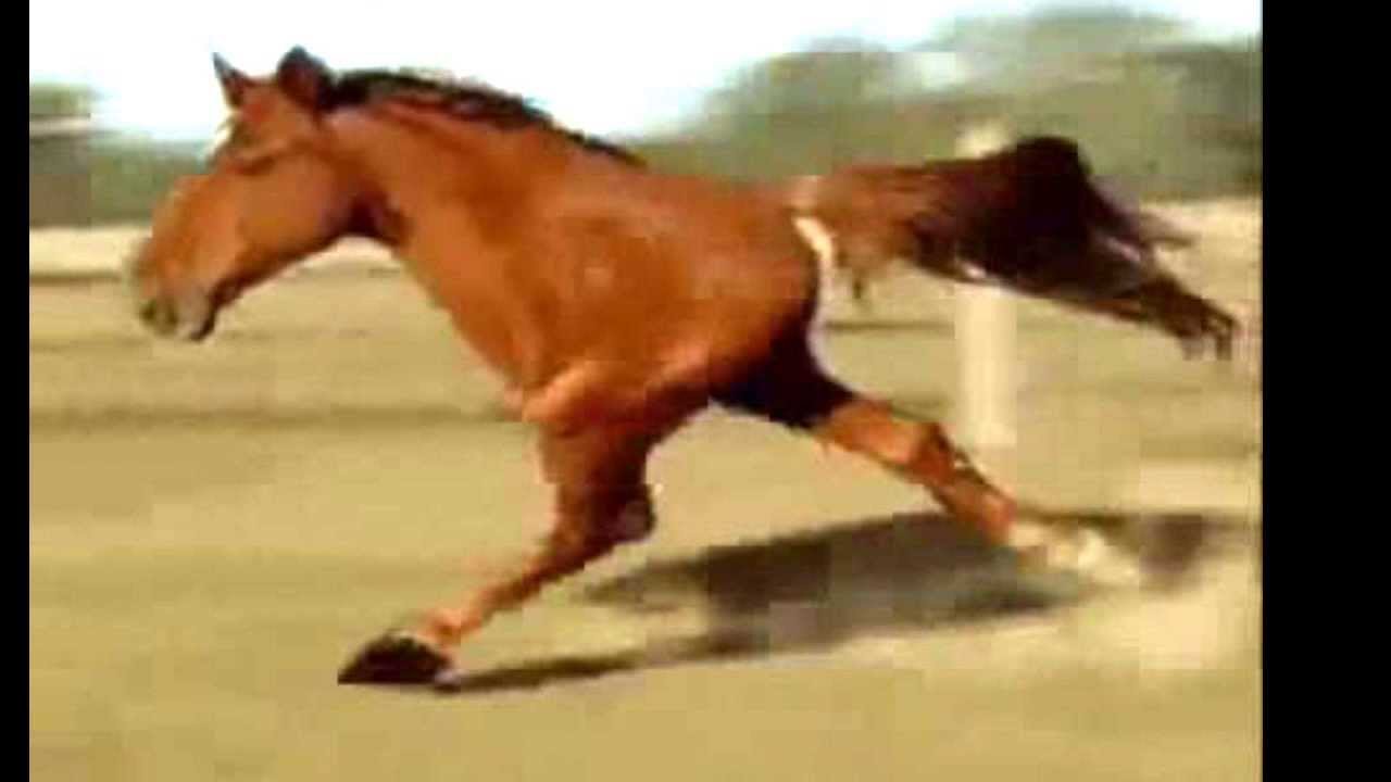 2 legged chicken horse YouTube