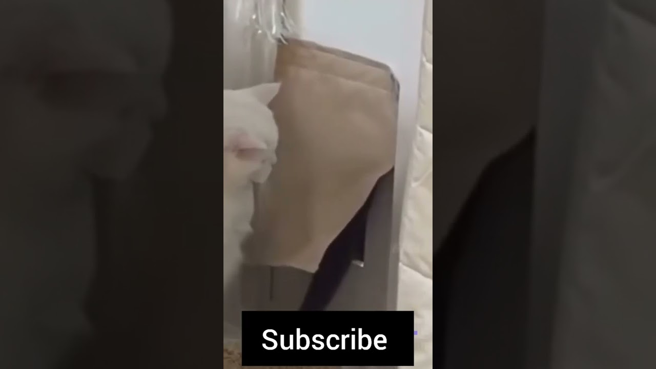 Cat Funny Video -- Cute Cat -- Cute Baby -- Viral Kids 