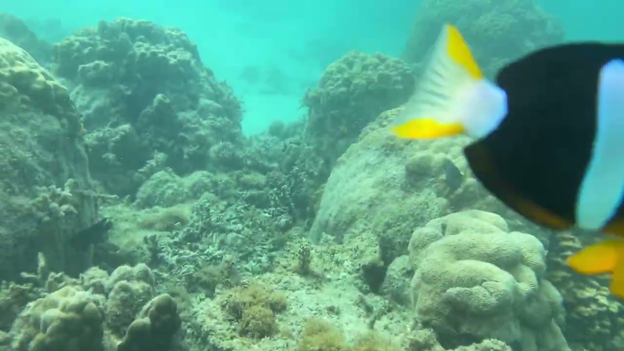 沖縄】瀬底島のクマノミと珊瑚礁の魚(素潜り) - YouTube