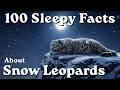 The Most Relaxing 100 Facts About Snow Leopards to Fall Asleep To — No Adverts