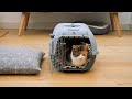 How to get your cat into a carrier | Cat carrier training