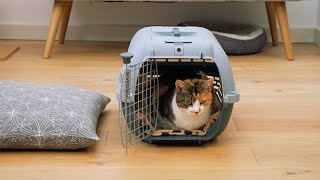 How to get your cat into a carrier | Cat carrier training by Cats Protection 7,087 views 3 months ago 8 minutes, 10 seconds
