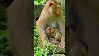Funny and Cute Baby Monkey Moments 🐒 Trending Animal Compilation