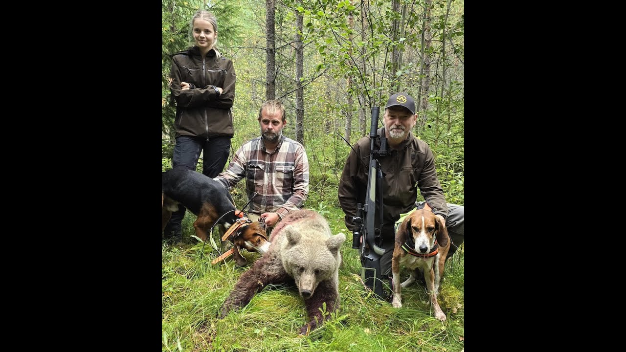 Björnjakten  2024  Del 8. ( Rasmus Boström skjuter sin hundrade björn )