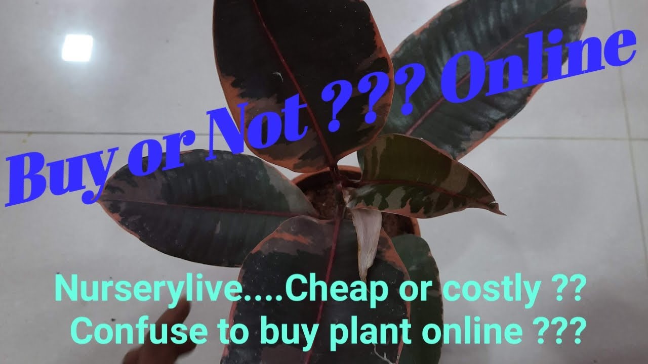 Online Plant Shopping review Nurserylive unboxing Rubber plant buy
