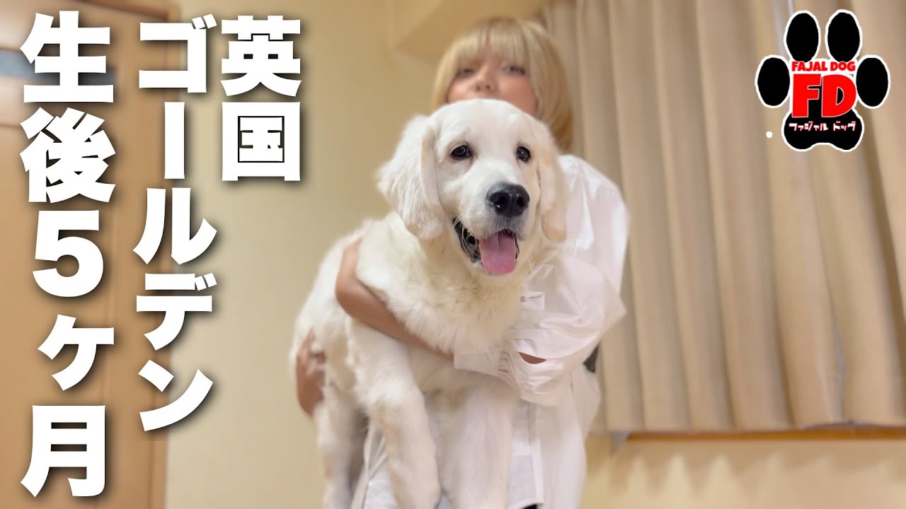 英国ゴールデン子犬の生後5カ月の大きさとオススメ！ - YouTube