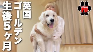 英国ゴールデン子犬の生後5カ月の大きさとオススメ! - YouTube 英国ゴールデン子犬の生後5カ月の大きさとオススメ! - YouTube