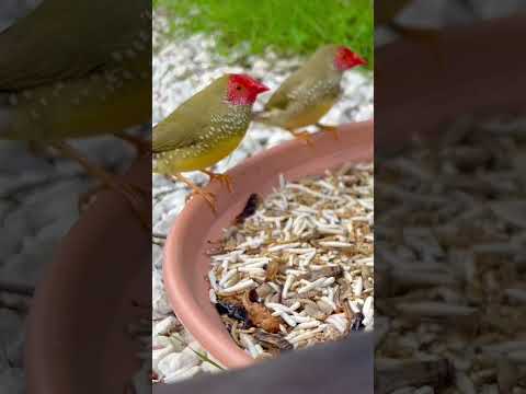 Star Finches |