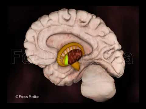 Central nervous system - YouTube