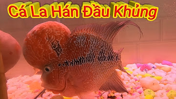 Review hồ cá La Hán đầu gù ông tiên siêu khủng của Linh Gồm TV | Hồ Cá Cảnh
