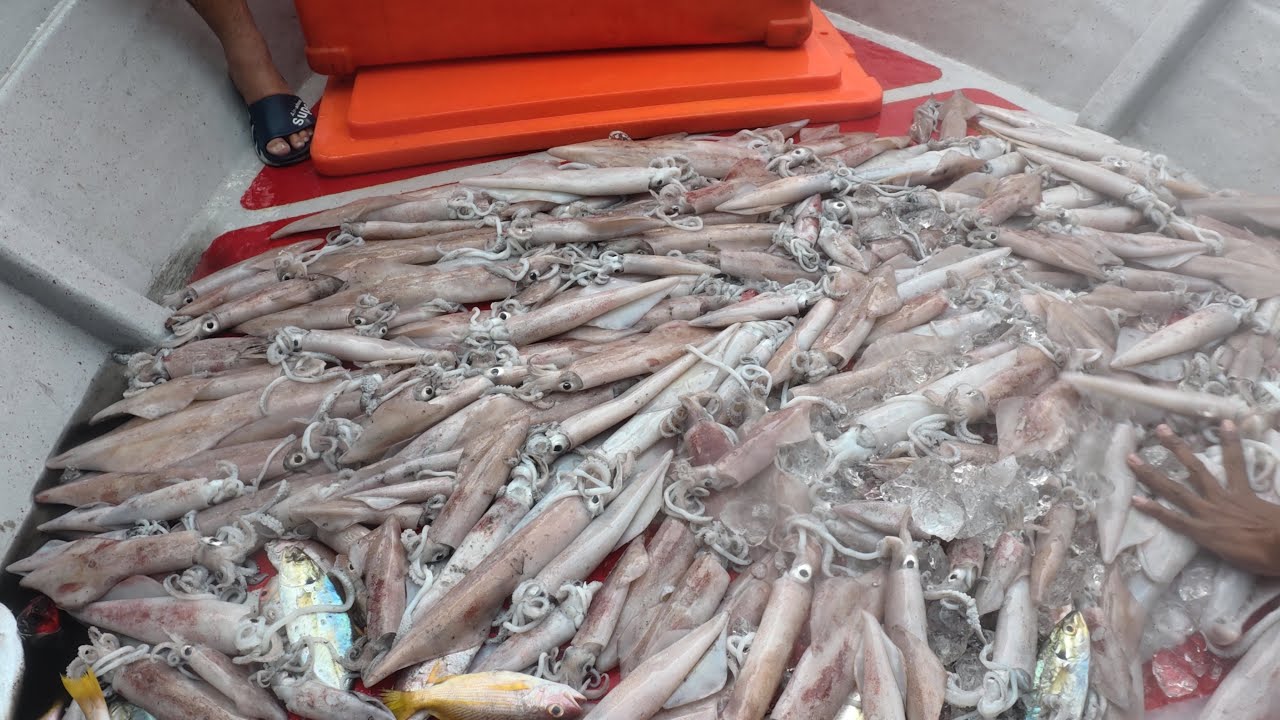 Di Besut Dah Masuk Musim Dia‼️Senang Dapat Kalau Dia Ada‼️Candat Sotong‼️ Tekong Besut Padu2‼️